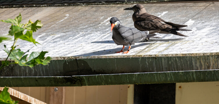 Inca tern and noddy tern perching on roof