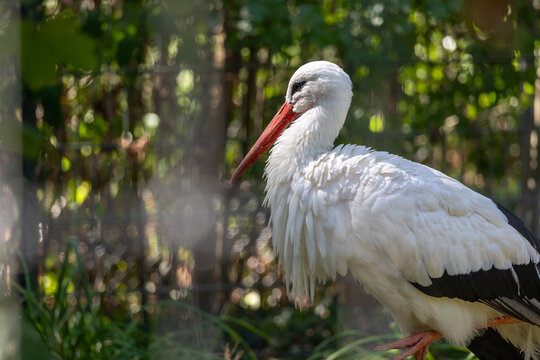 White stork standing in profile with long red beak