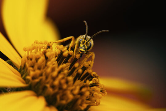 Eine Wildbiene Halictus Scabiosae schaut hinter den Stempeln einer Durchwachsenen Silphie hervor