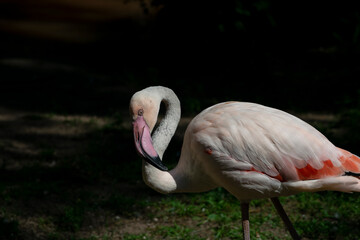 pink flamingo in the water © Rolands