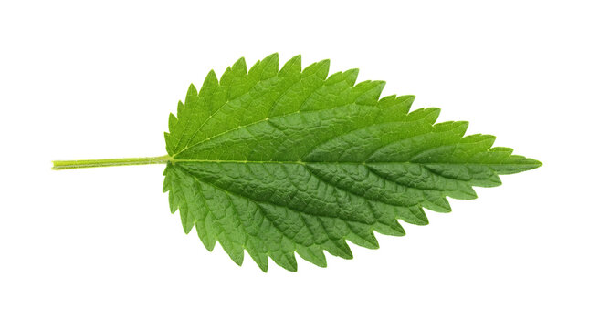 Fresh green stinging nettle leaf isolated on a simple surface