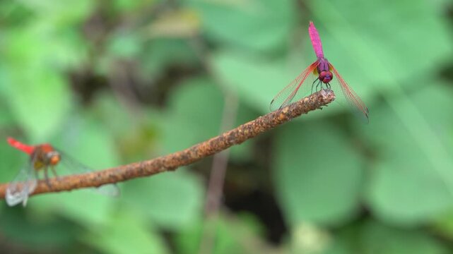 A red tropical dragonfly folded its wings and froze on the tip of a stick. Thailand