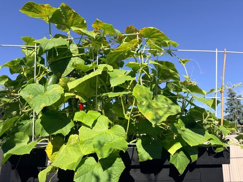 Frische Gurken im Gem&uuml;segarten &ndash; Ernte aus eigenem Anbau