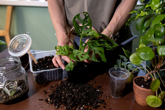 Gardener holds plant roots, preparing for transplant