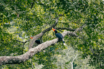Hornbill perched on a branch in tropical forest © Bapitste