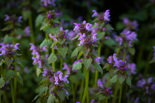 Purple Henbit Deadnettle Wildflowers Blooming In Meadow Close Up With Dark Green Background