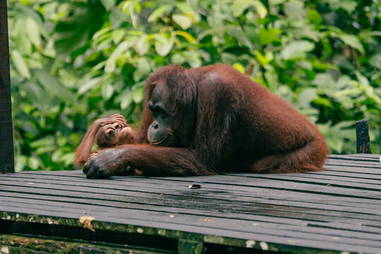 Orangutan resting on a wooden feeding platform