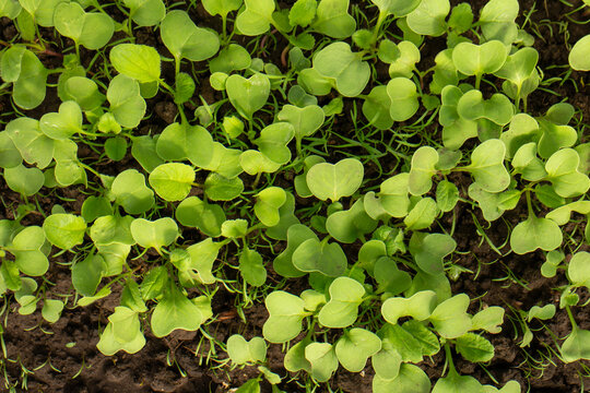 Fresh green radish seedlings growing in rich dark soil in a garden plot
