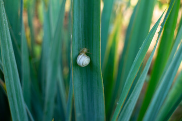 Small white snail resting on a green leaf in nature close up © Yurkas