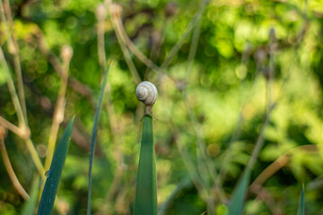 A small white snail climbing up a tall green leaf in a natural summer garden © Yurkas