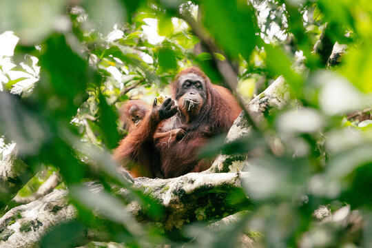 Orangutans resting among rainforest leaves