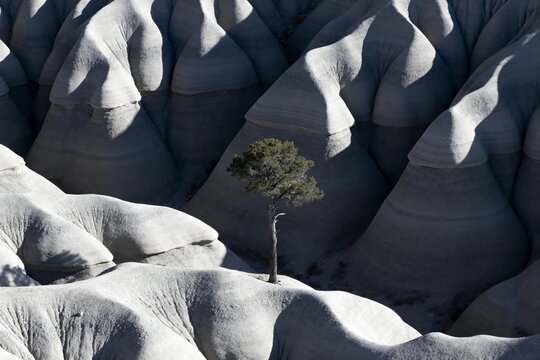 A lone tree stands amidst eroded rock formations in a desert landscape