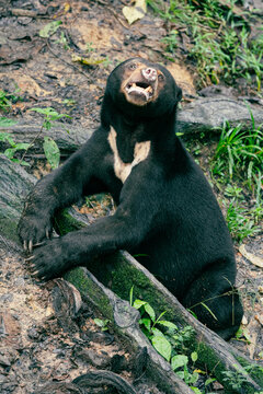 Sun bear sitting among roots in tropical forest