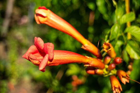 Trumpet vine flowers blooming in garden