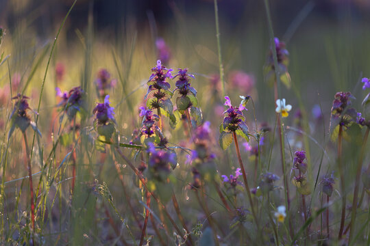Purple Henbit Deadnettle Wildflowers Glowing In Golden Backlit Meadow At Sunset With Dew