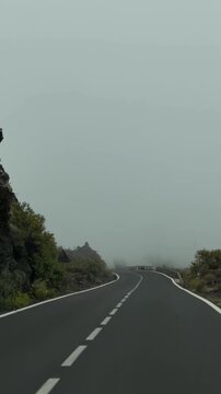 Canary Islands. Fog envelops a winding road surrounded by tall pine trees, showcasing a tranquil scene of nature with roadside barriers and greenery