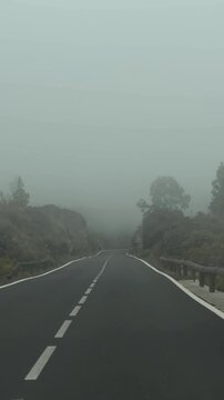 Canary Islands. Fog envelops a winding road surrounded by tall pine trees, showcasing a tranquil scene of nature with roadside barriers and greenery