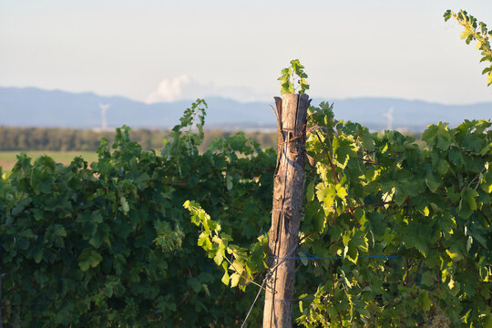 Rustic wooden vineyard post and green vine leaves with blurred wind turbines and mountains in the background
