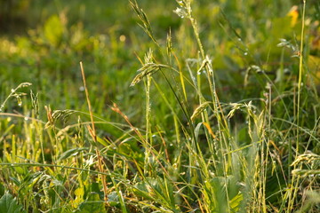 Naklejka premium Dew Drops on Green Grass and Wildflowers in Warm Sunlight Macro close-up Nature Background