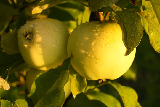 Two Ripe Light Green Apples with Water Droplets on a Branch in Golden Sunlight Surrounded by Blurred Leaves