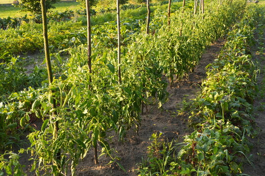 Sunlit Garden Row of Young Tomato Plants on Wooden Stakes Rich Brown Soil Cultivation Growth Concept