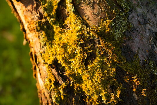 Vibrant Yellow Green Moss Textured Tree Bark Sunlight Organic Natural Background Growth Detail