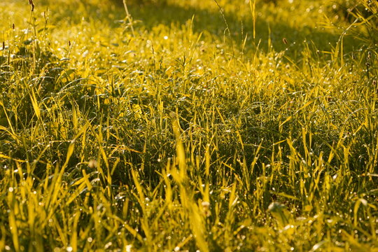 Macro Dew Drops on Green Grass Illuminated by Golden Morning Sunlight Creating Sparkle and Fresh Natural Texture