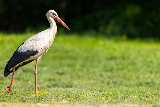 White stork (ciconia ciconia), National park Polana, Slovakia