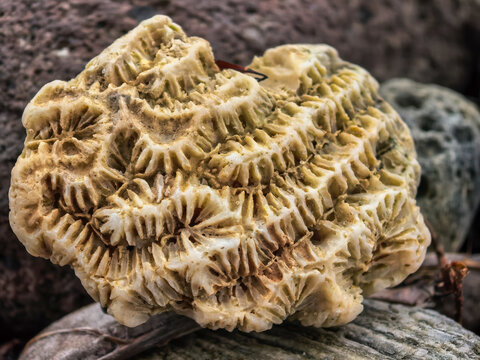 Close-up macro photograph of a convoluted brain coral skeleton resting on a rocky surface.
