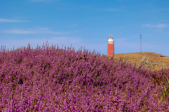Purple flowers Calluna vulgaris (Heide, Heather, Ling) The sole species in genus of Calluna, Ericaceae family, The Eierland Lighthouse red tower, De Cocksdorp, North Holland, Texel Island, Netherlands