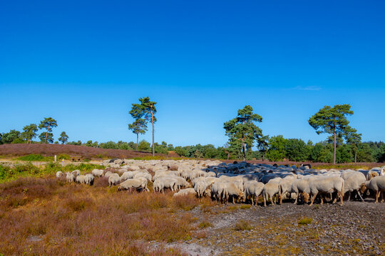 A flock of sheep (Drenthe Heath) walking in between the flowering Calluna vulgaris, Heather or Ling is in the genus family of Ericaceae, De Cokse Heide in Afferden village, North Limburg, Netherlands.