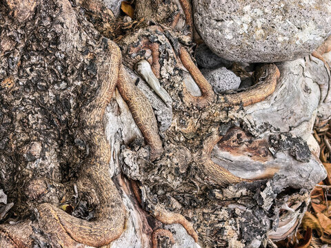 Close-up of intertwined tree roots growing over rocks and soil in a natural forest environment.
