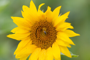 Obraz premium Buzzing beauty brings life to vibrant sunflowers in a garden showcasing nature's harmony during the bright summer day
