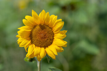 Fototapeta premium Vibrant sunflower blooms under a clear blue sky showcasing its golden petals in full sunlight on a warm summer day