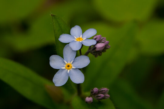 forget me not flowers