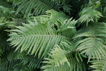 Lush green fronds of a fern plant grow densely in the forest. © DBA