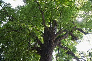 Obraz premium A view looking up into the dense green canopy of a large, mature tree.