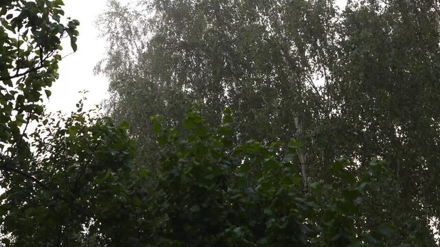 4K Raindrops Falling on Wet Green Leaves Lush Trees Swaying in Overcast Daylight Refreshing Natural Outdoor Atmosphere