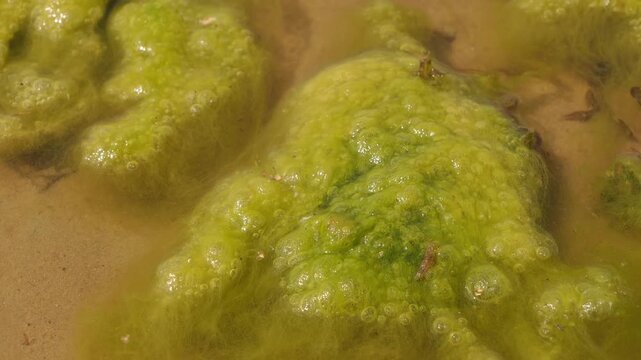 Close-up 4K Algae Slime Bubbling on Wet Sandy Surface Organic Nature Growth and Ecosystem Background