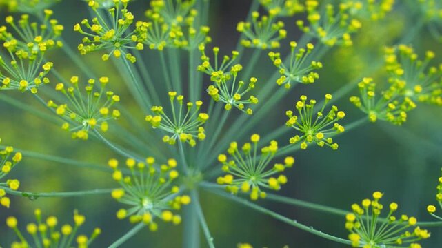 Close-up Macro Dill Flower Head Yellow Florets Tiny Blooms Botanical Herb Zoom Out 4K Nature Footage