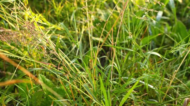 4K Green Grass Field Swaying in Gentle Sunlight Dew Drops Sparkling Fresh Outdoor Nature Background B-Roll