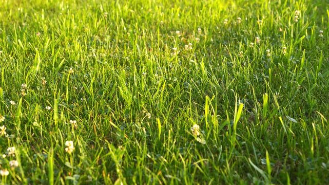 4K Lush Green Grass with White Wildflowers in Golden Sunlight Close-up Macro Nature Background Meadow
