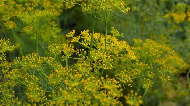 4K Field of Yellow Dill Flowers Swaying Gently in Breeze Sunlight Outdoor Nature Movement Loopable