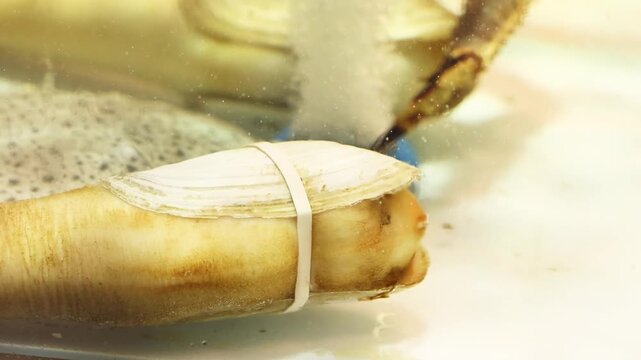 A large pale mollusk with a thick fleshy neck rests on a counter while a small bristled tool just touches the tip, a white shell fragment wrapped in an elastic loop at a Singapore seafood restaurant