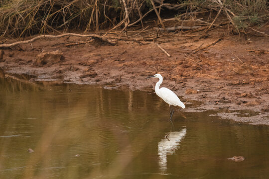 Great white heron standing in shallow water