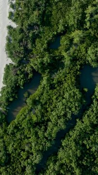 Florian&oacute;polis, Daniela Beach. Aerial View of Tropical Coastline. Establishing Shot. Santa Catarina, Brazil. Vertical video