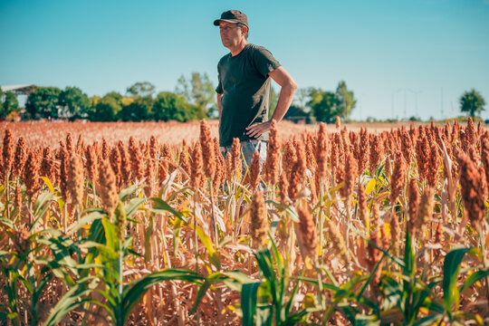 Wide shot of a farmer standing with hands on his hips in the middle of a ripe sorghum field under a clear blue sky, surveying his crop.