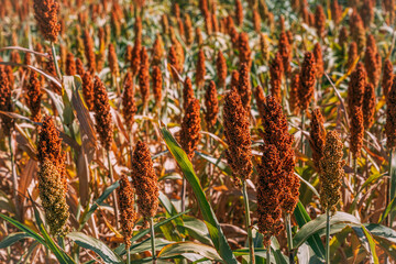 Fototapeta premium A wide shot looking across a dense agricultural field filled with mature, reddish-brown grain sorghum seed heads standing in full sun.