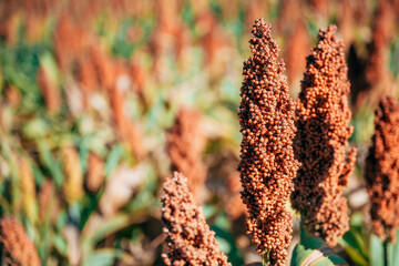 Fototapeta premium Low-angle view of ripe sorghum grain heads illuminated by warm sunlight, with numerous plants extending across the field.