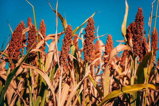 Abundant mature sorghum plants with dense reddish seed heads against clear turquoise sky. Grain farming, agricultural production, harvest, food security and summer countryside concept.